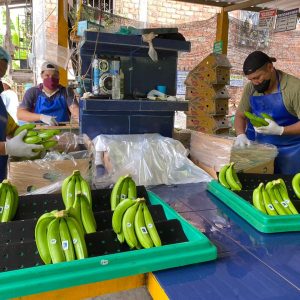 bioseguridad19