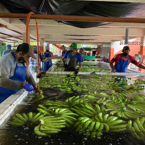 bioseguridad3