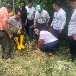 reforestacion