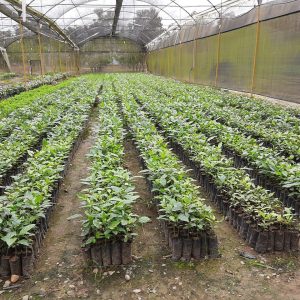 reforestacion4